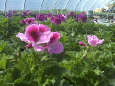 Geraniums are blooming!