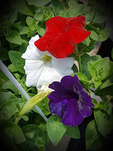 cut flowers for sale