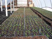 Seedlings are starting to sprout